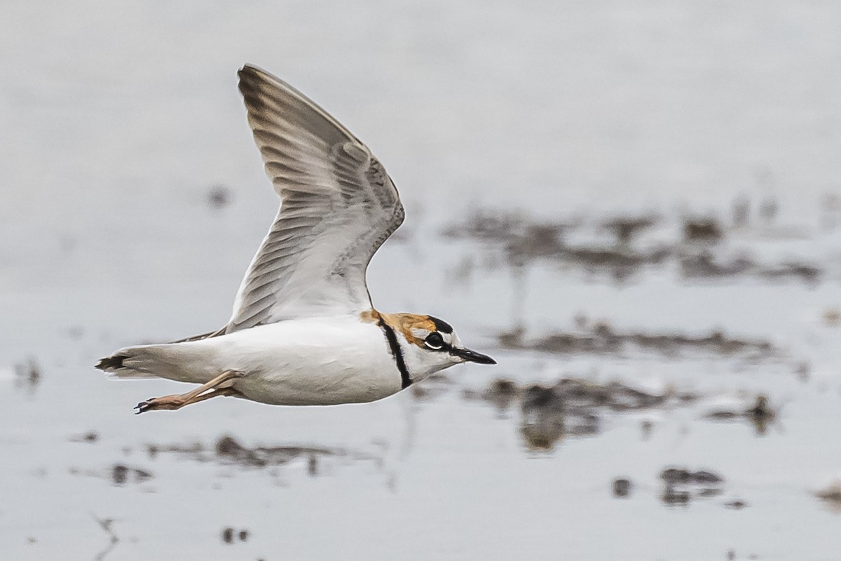 Collared Plover - ML572505931