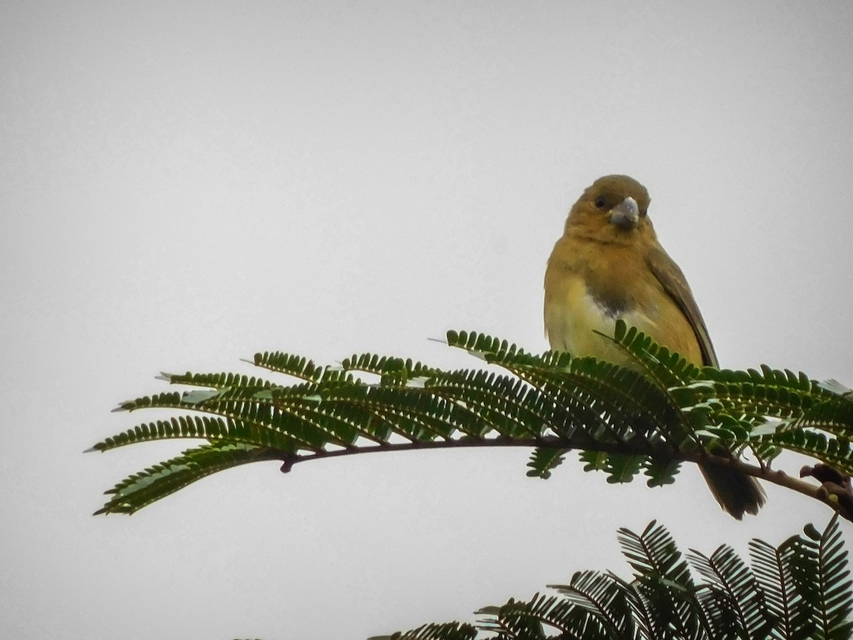 Yellow-bellied Seedeater - ML572508761