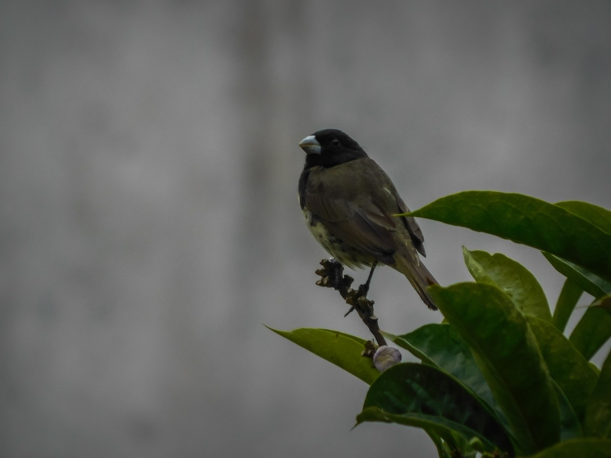 Yellow-bellied Seedeater - ML572508781