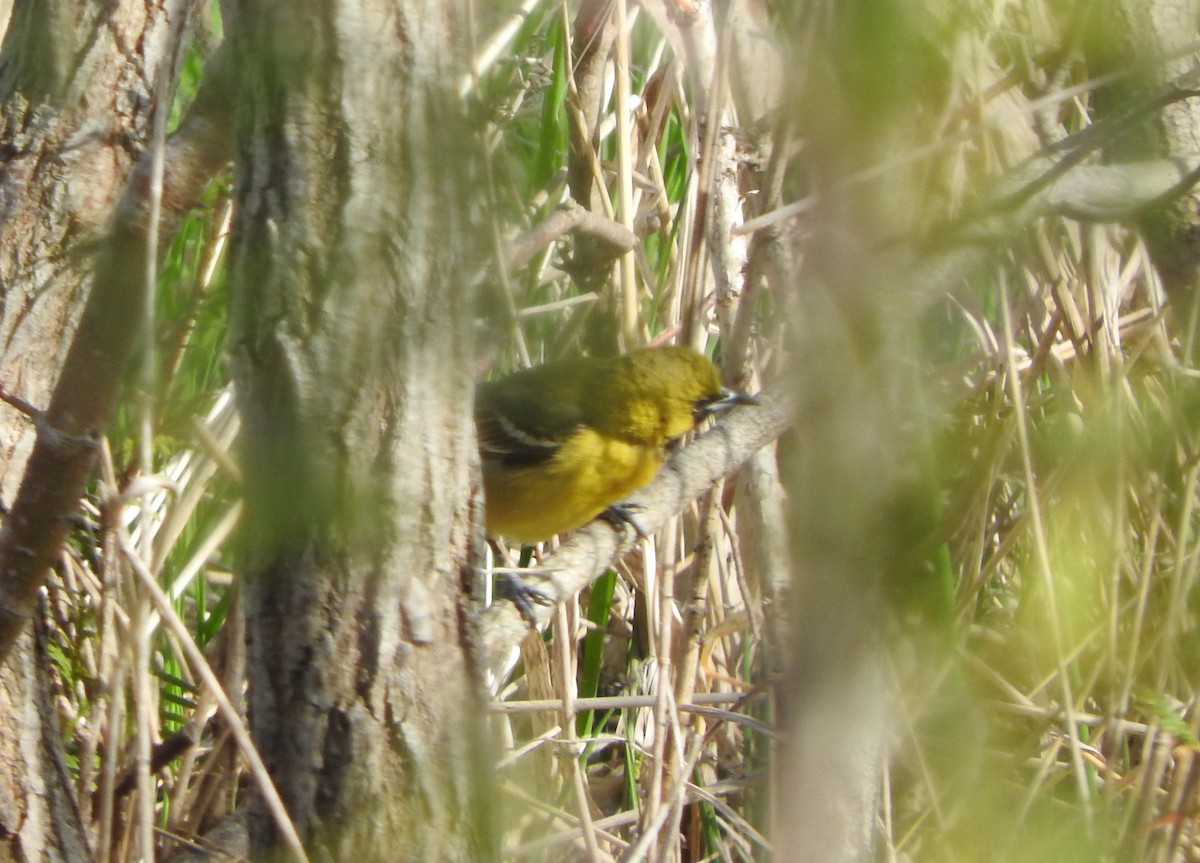 Orchard Oriole - ML572511771