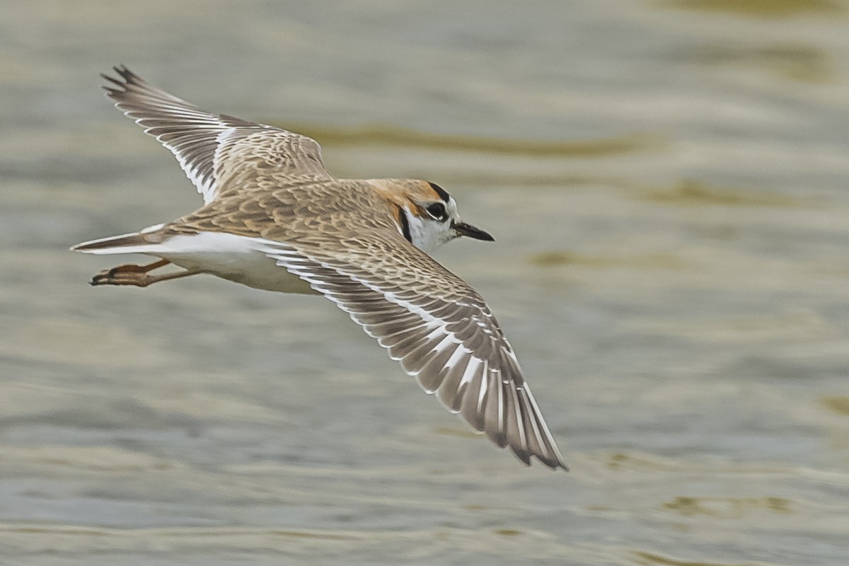 Collared Plover - ML572512051