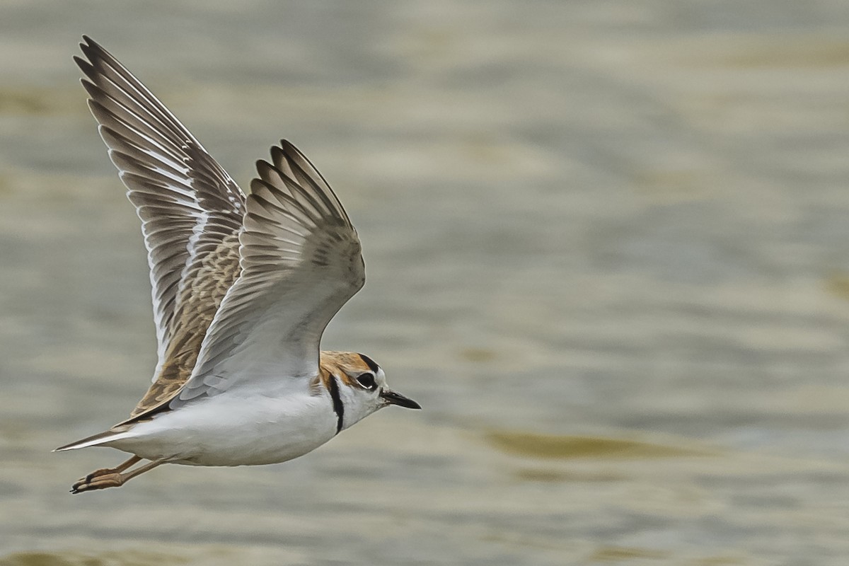 Collared Plover - ML572512081
