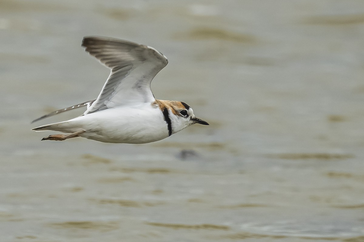 Collared Plover - Amed Hernández