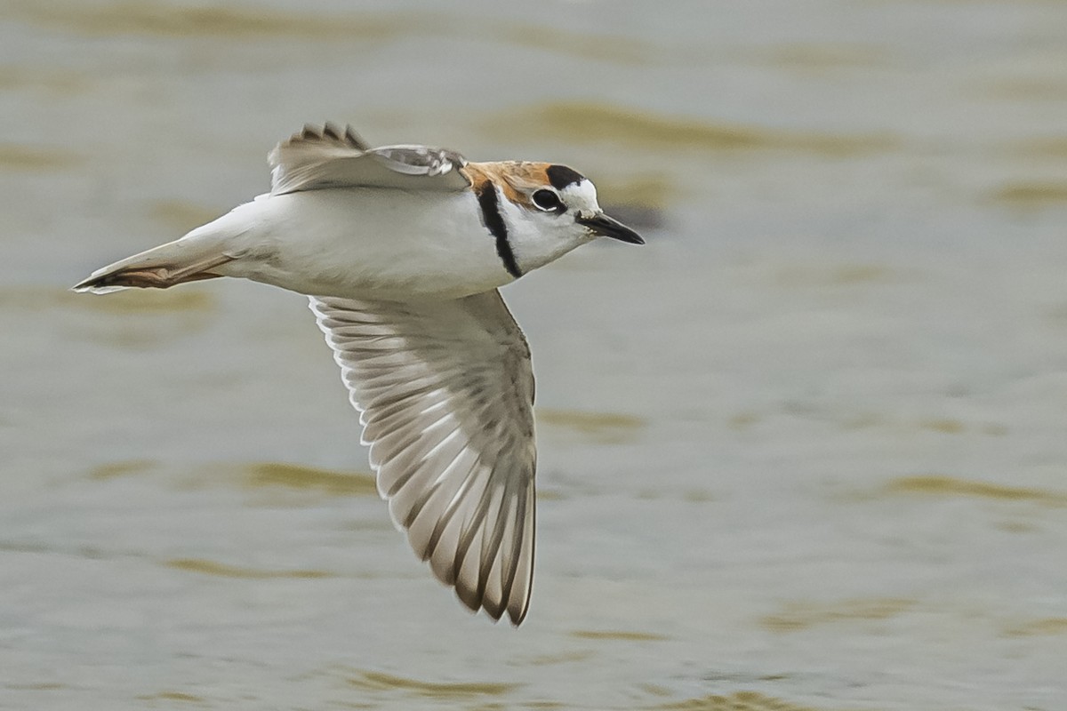 Collared Plover - ML572512171