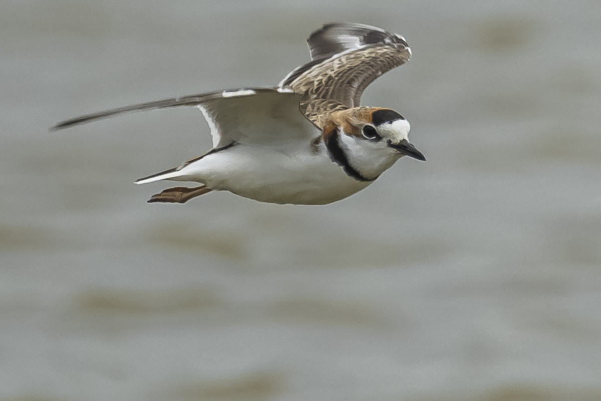 Collared Plover - ML572512221