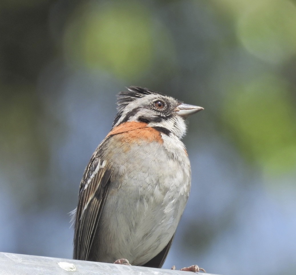 Rufous-collared Sparrow - ML572512451