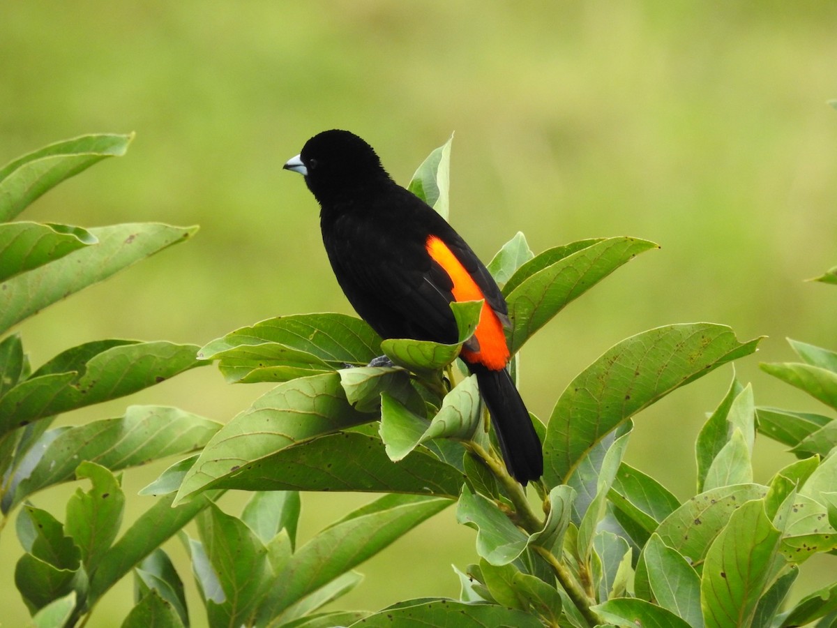 Flame-rumped Tanager - ML572512711