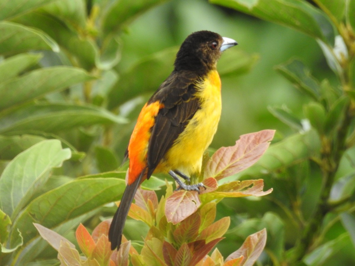 Flame-rumped Tanager - ML572512721