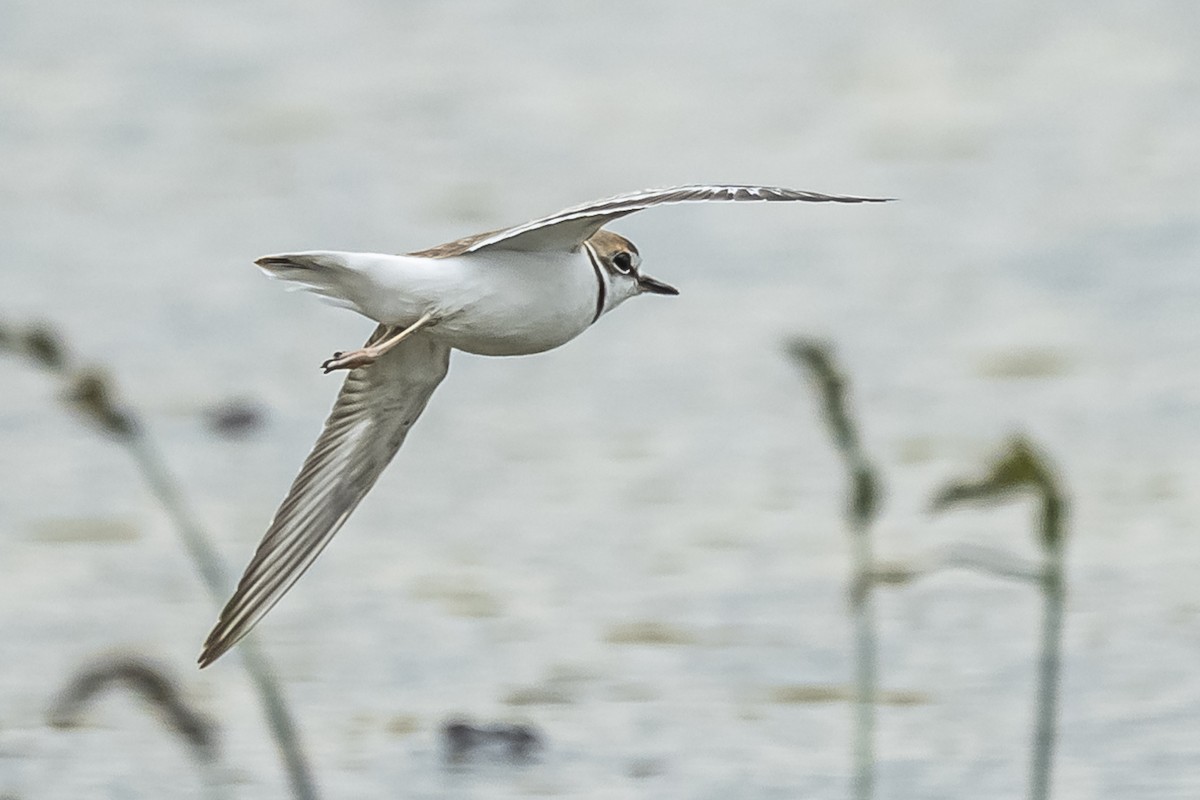 Collared Plover - ML572512771