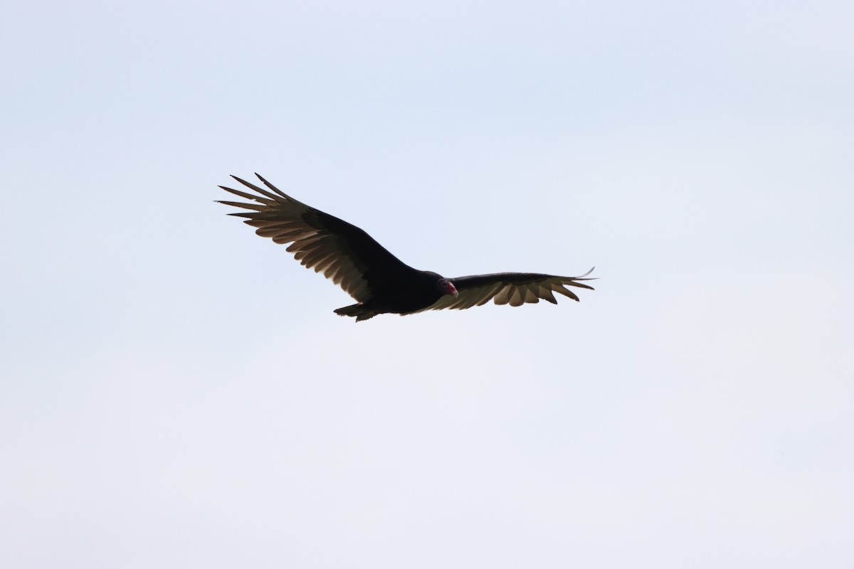 Turkey Vulture - ML572514771