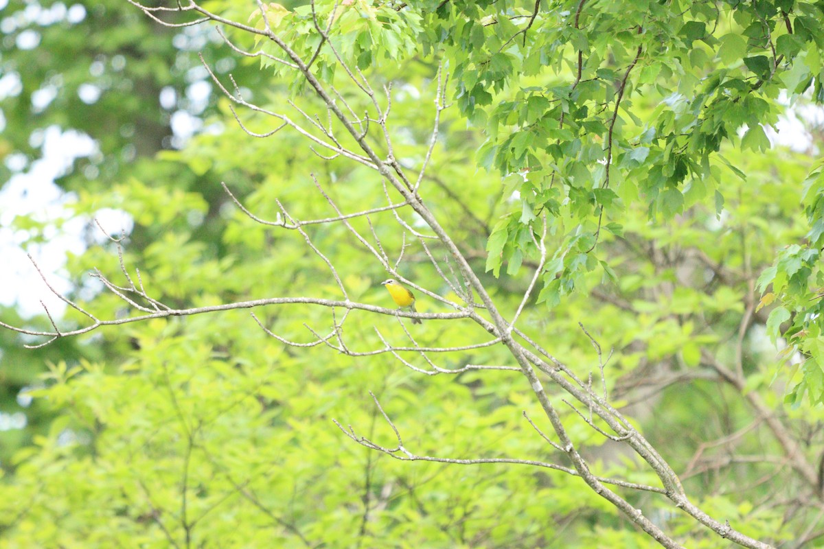 lesníček žlutoprsý - ML572515611