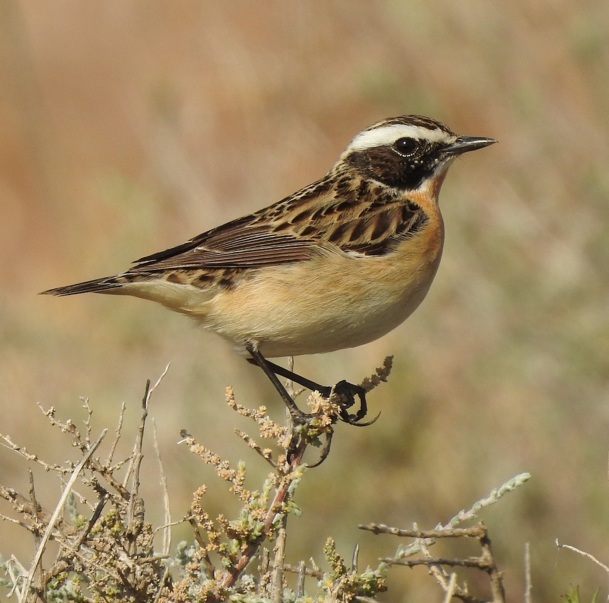 Whinchat - ML572516621