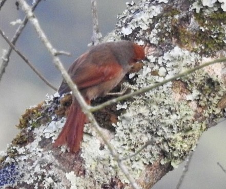 Red-faced Spinetail - ML572516931