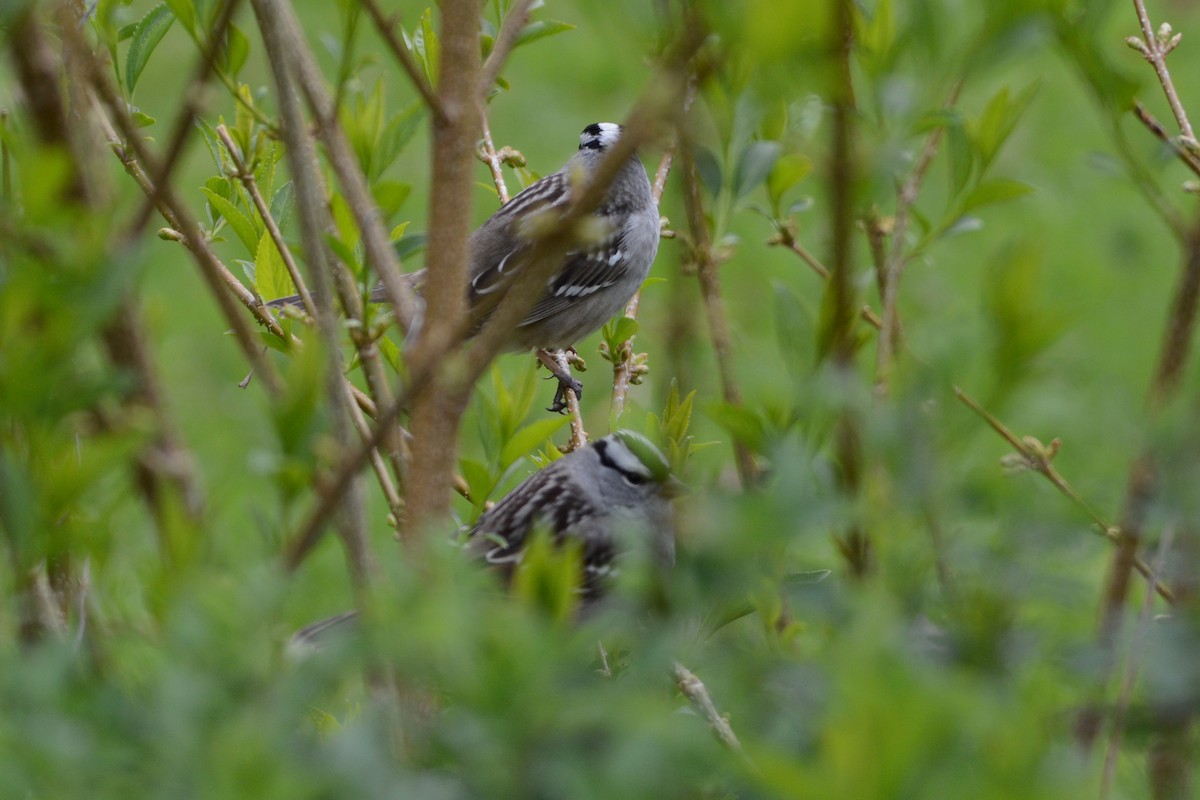 White-crowned Sparrow - ML572519321