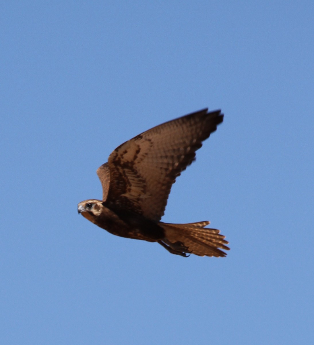 Brown Falcon - ML57252011