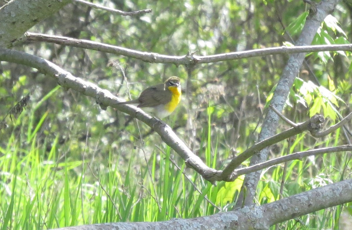Yellow-breasted Chat - ML572520211