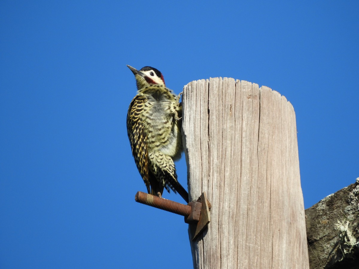 Green-barred Woodpecker - ML572520631