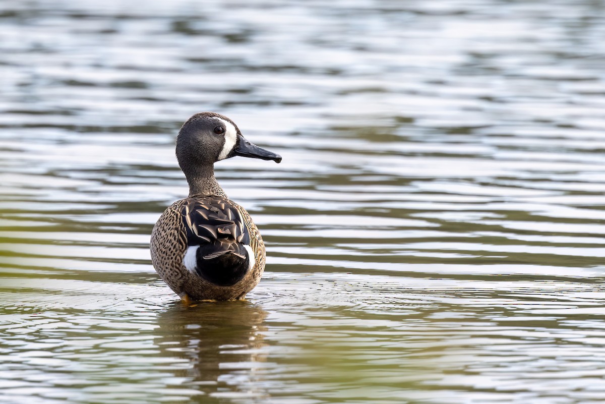 Blue-winged Teal - ML572521071