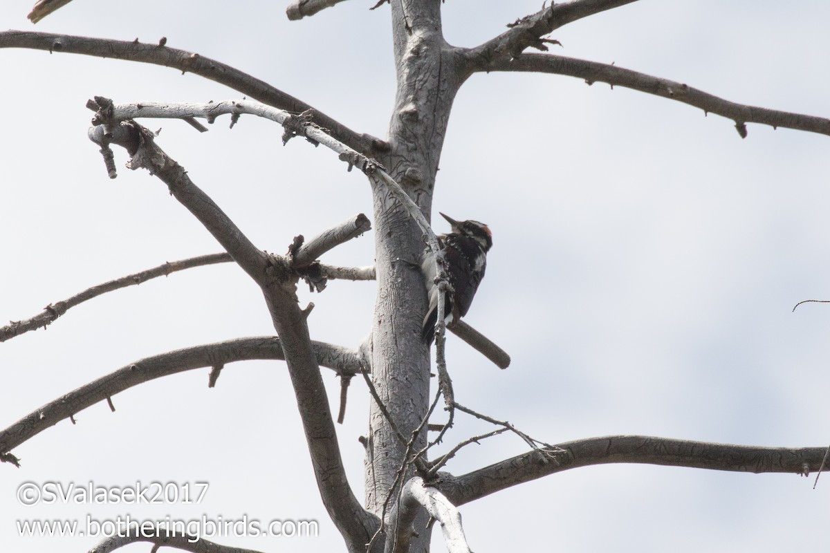 Hairy Woodpecker (Rocky Mts.) - ML57252141