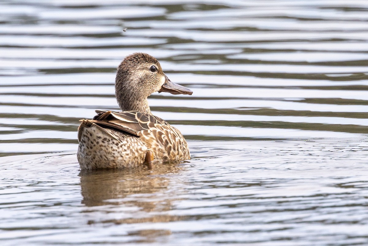 Blue-winged Teal - ML572521461