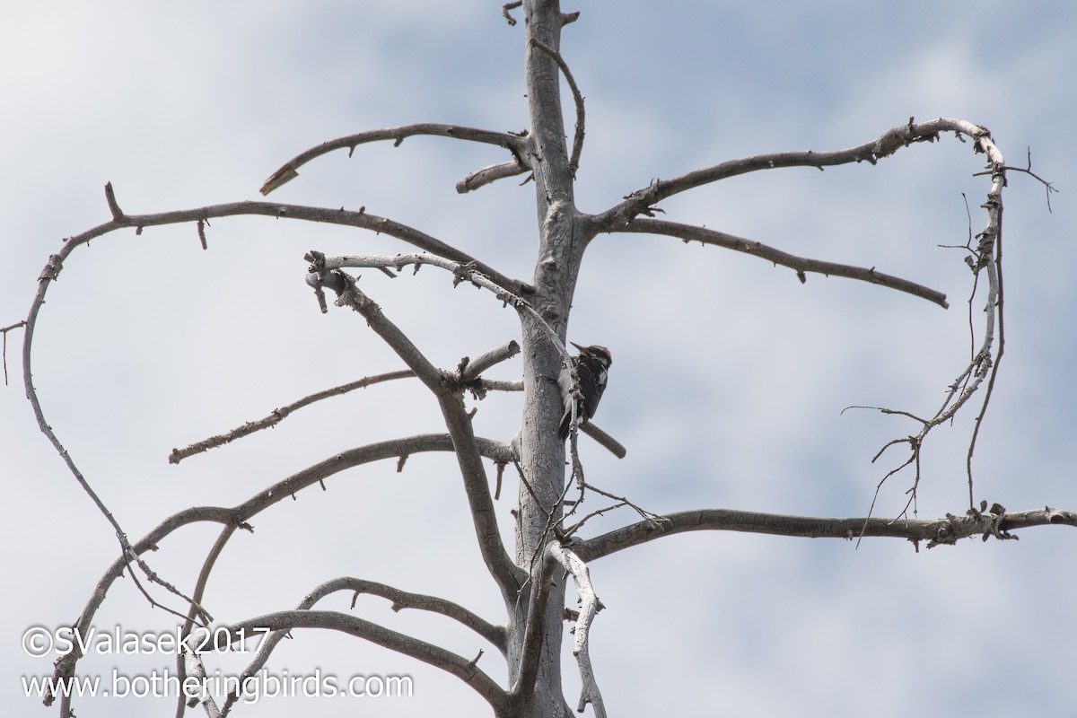 Hairy Woodpecker (Rocky Mts.) - ML57252151