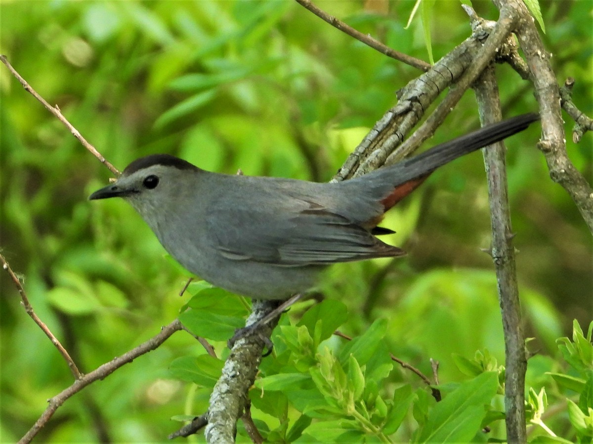 eBird Checklist - 15 May 2023 - Melchor Tract Park - 6 species