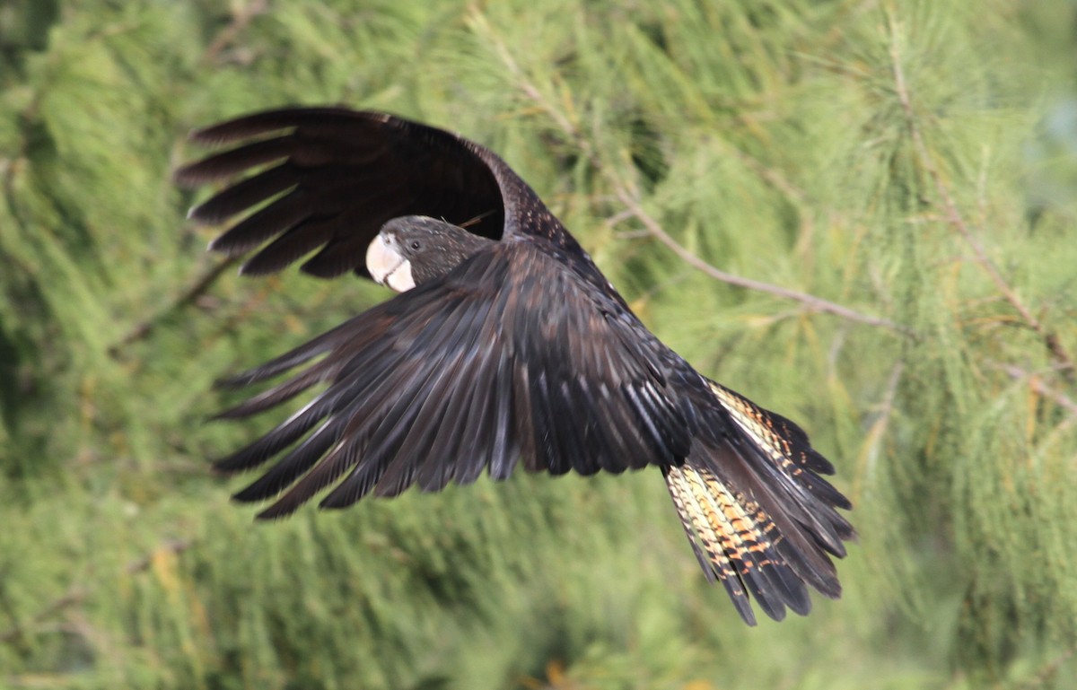 Red-tailed Black-Cockatoo - ML57252311