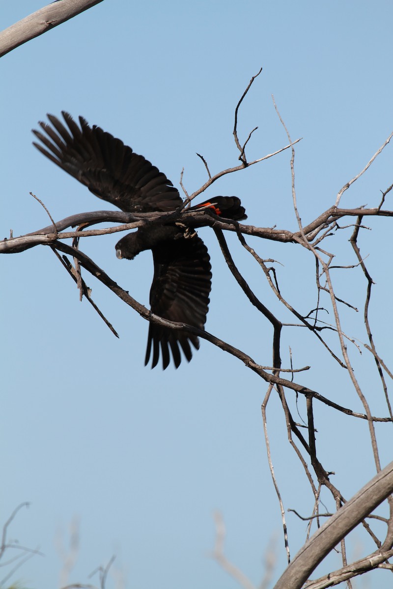 Red-tailed Black-Cockatoo - ML57252411