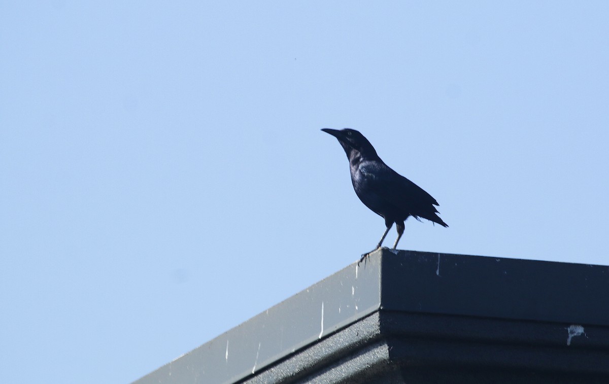 Great-tailed Grackle (Western) - ML572526021