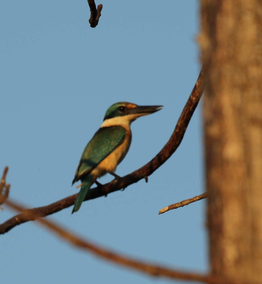 Sacred Kingfisher (Australasian) - ML57252611