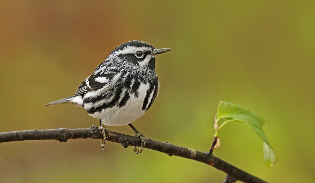 Black-and-white Warbler - ML57253311