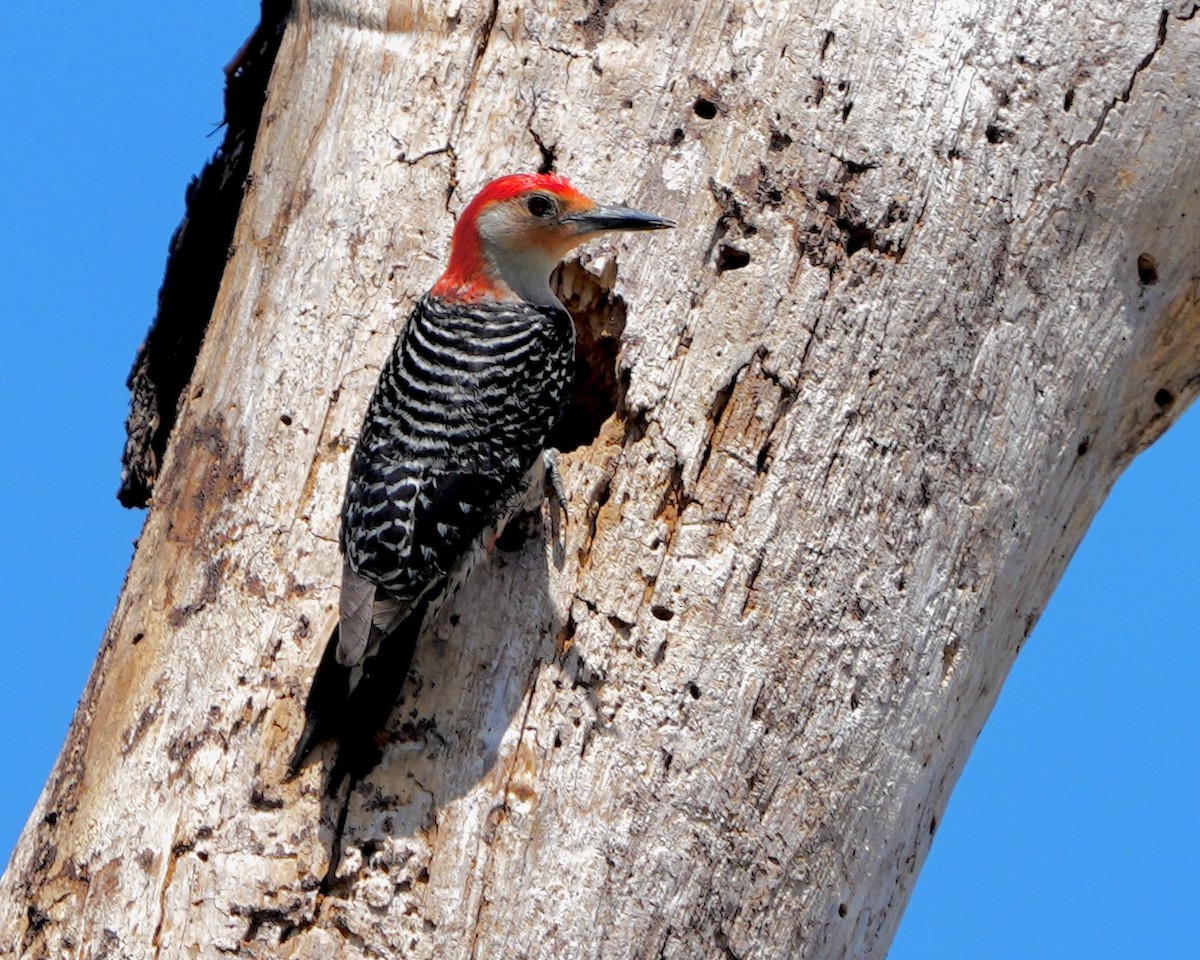 Red-bellied Woodpecker - ML572533761