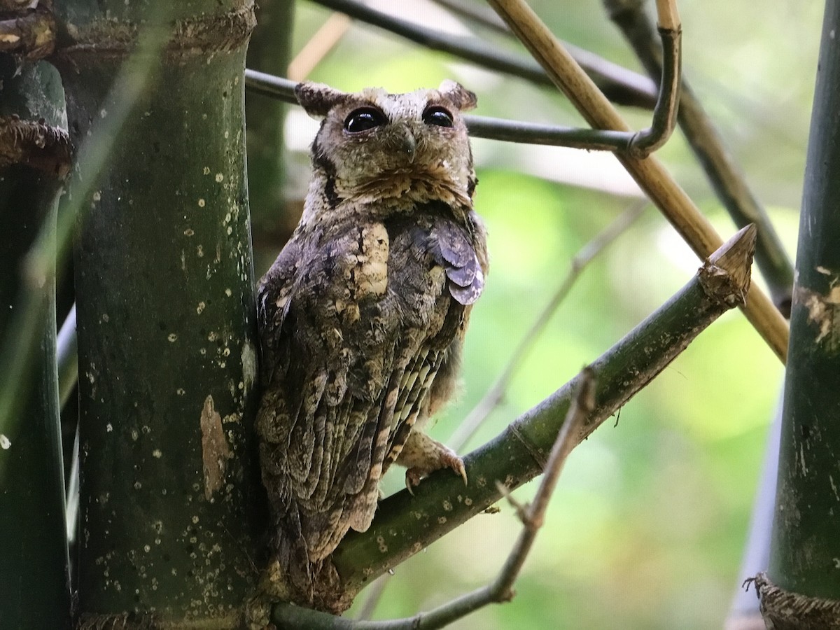 Indian Scops-Owl - ML572538621