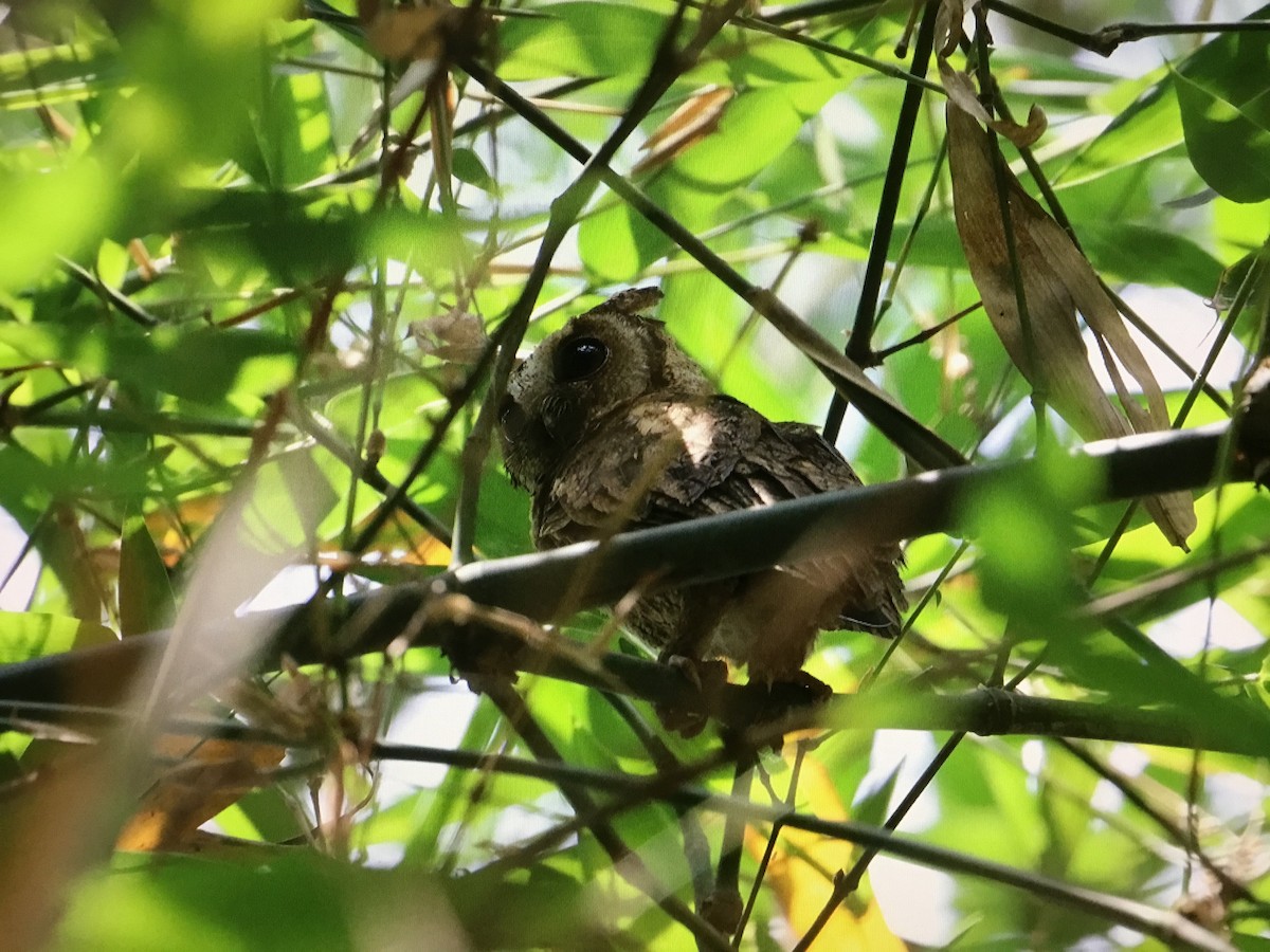 Indian Scops-Owl - ML572539261