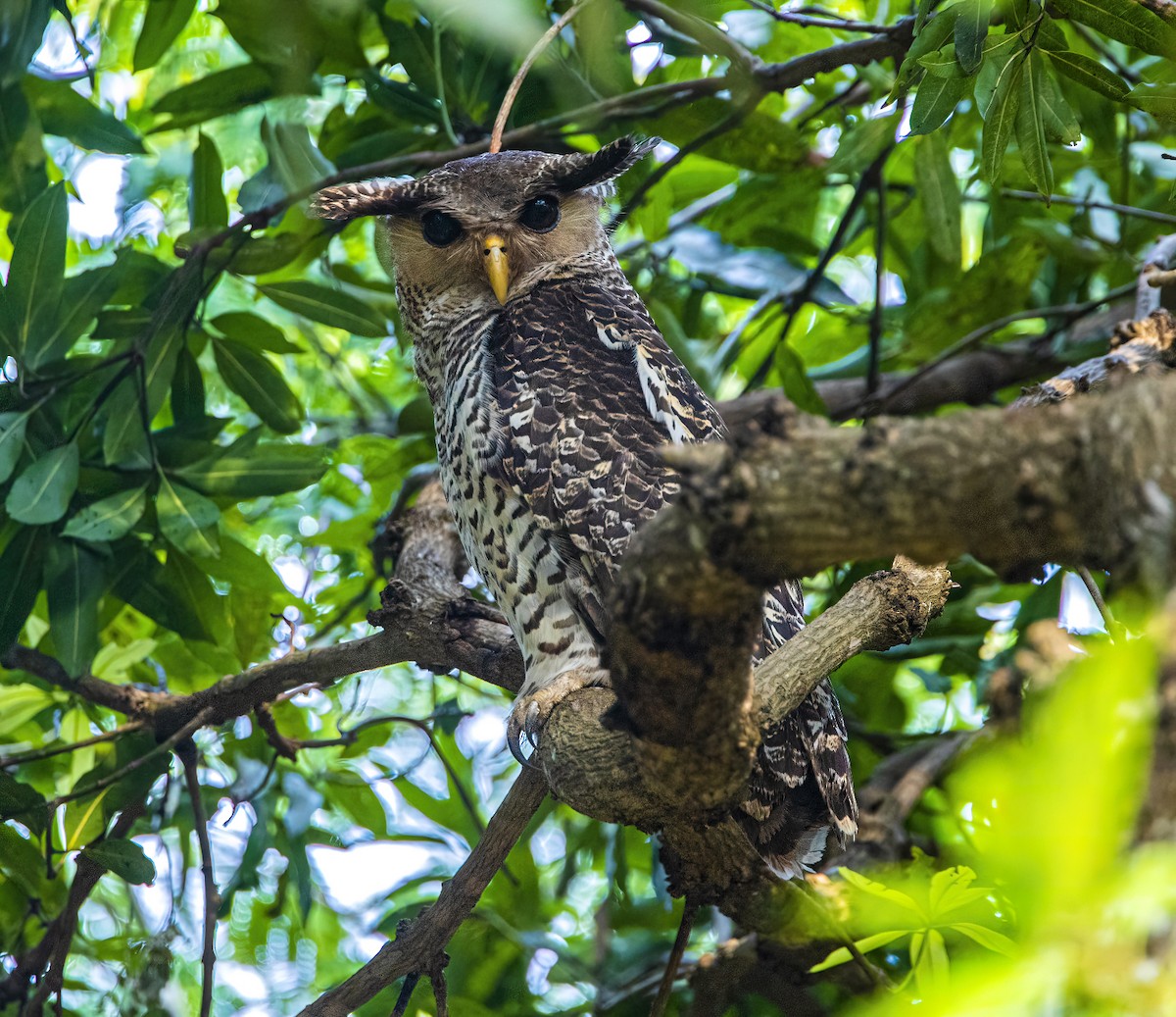 Spot-bellied Eagle-Owl - ML572540951