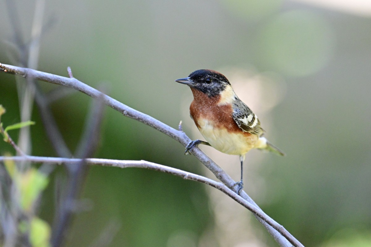 Bay-breasted Warbler - ML572543021