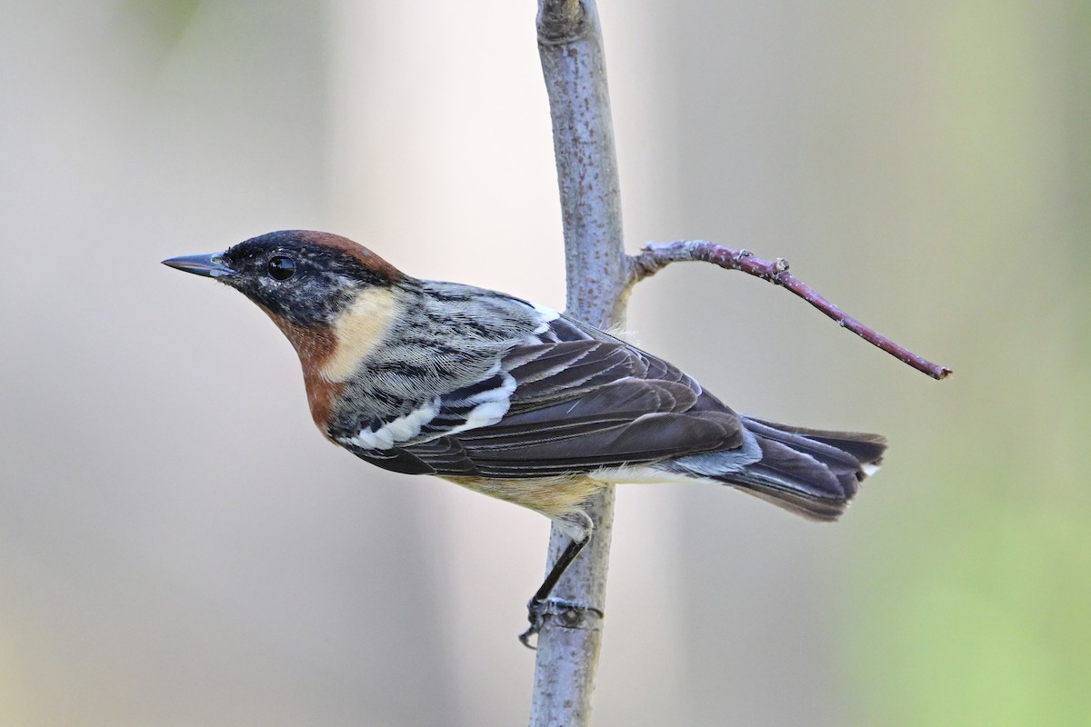 Bay-breasted Warbler - ML572543571