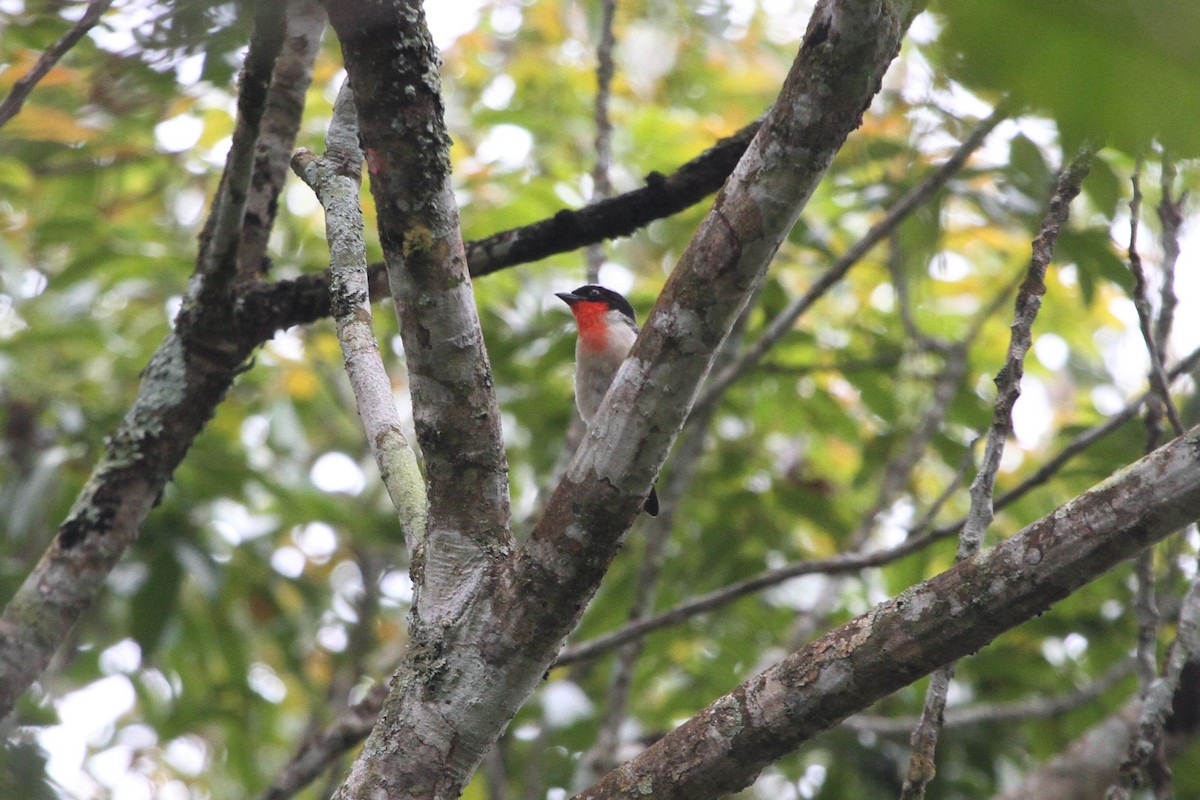 Cherry-throated Tanager - ML572547661
