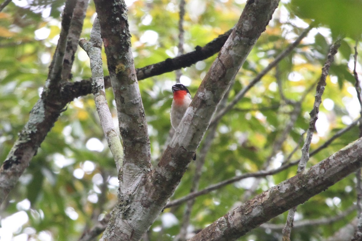 Cherry-throated Tanager - ML572548111