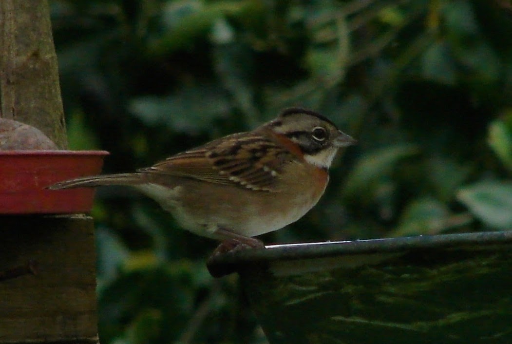 Rufous-collared Sparrow - ML572549091