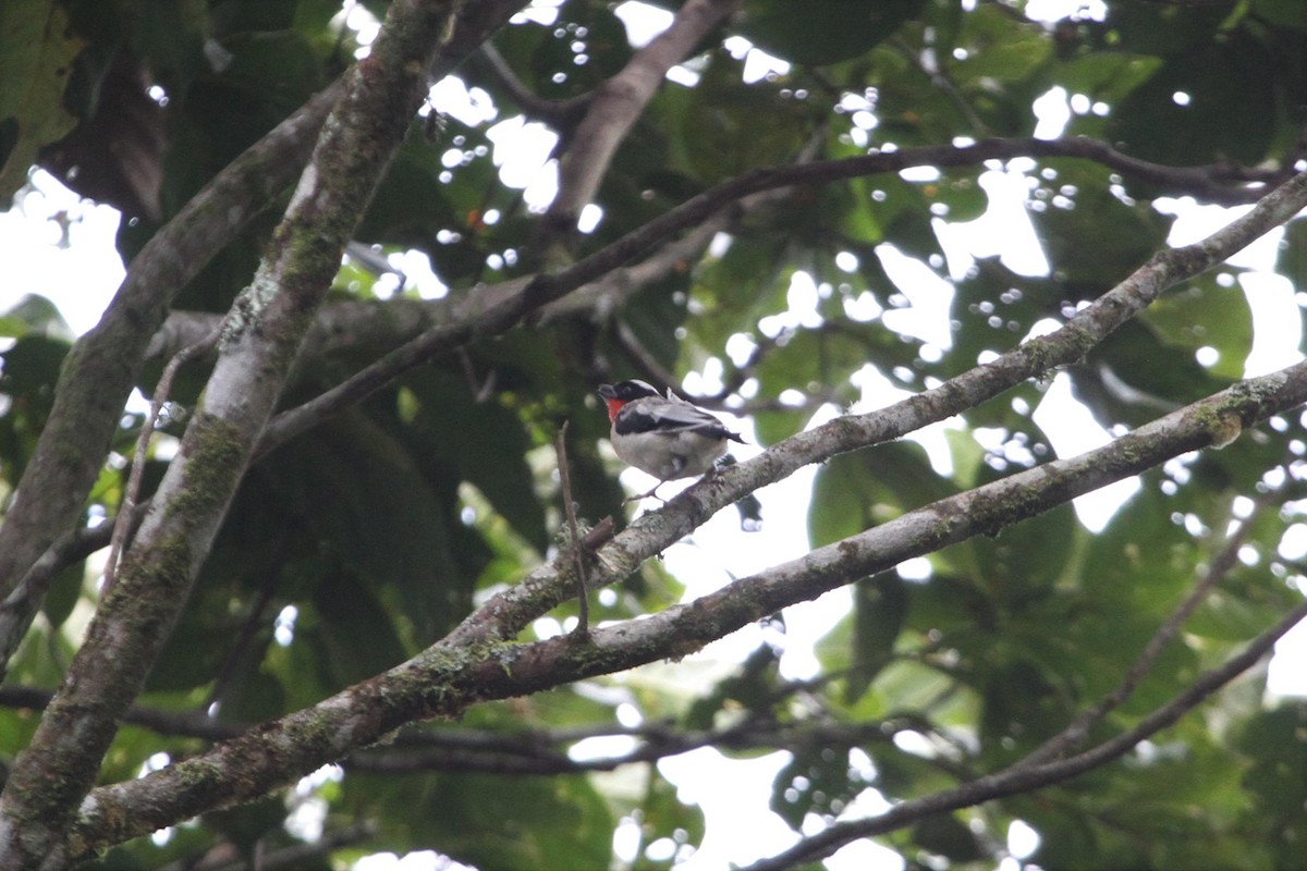 Cherry-throated Tanager - ML572549141