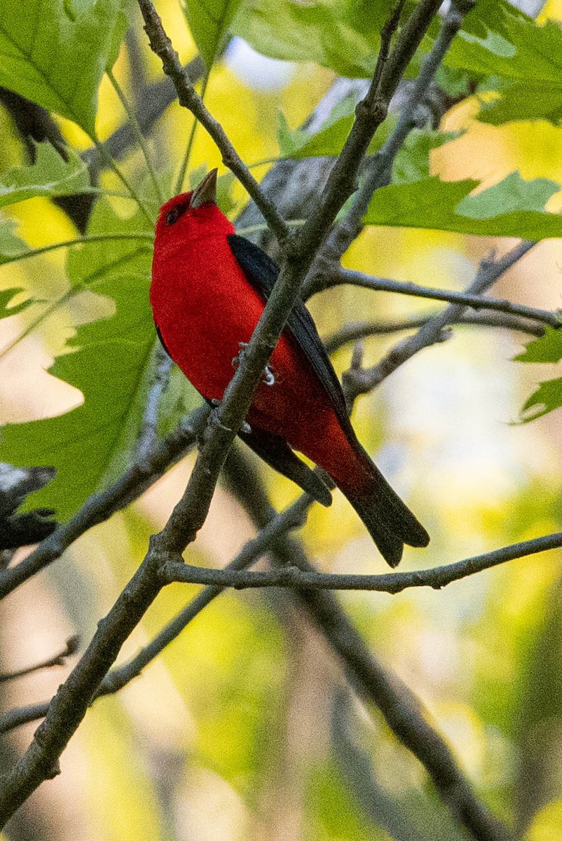Scarlet Tanager - ML572550761