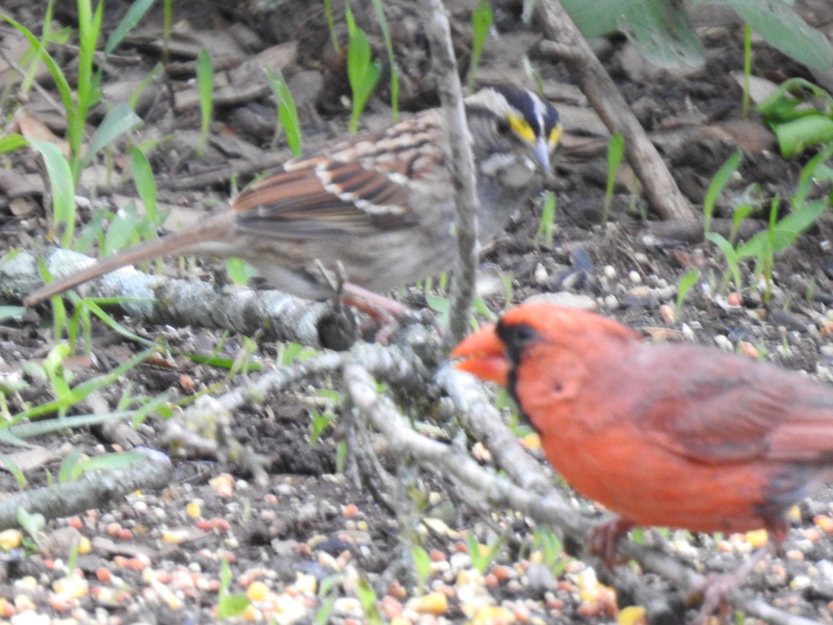 eBird Checklist 15 May 2023 Warbler Woods Bird Sanctuary 22 species