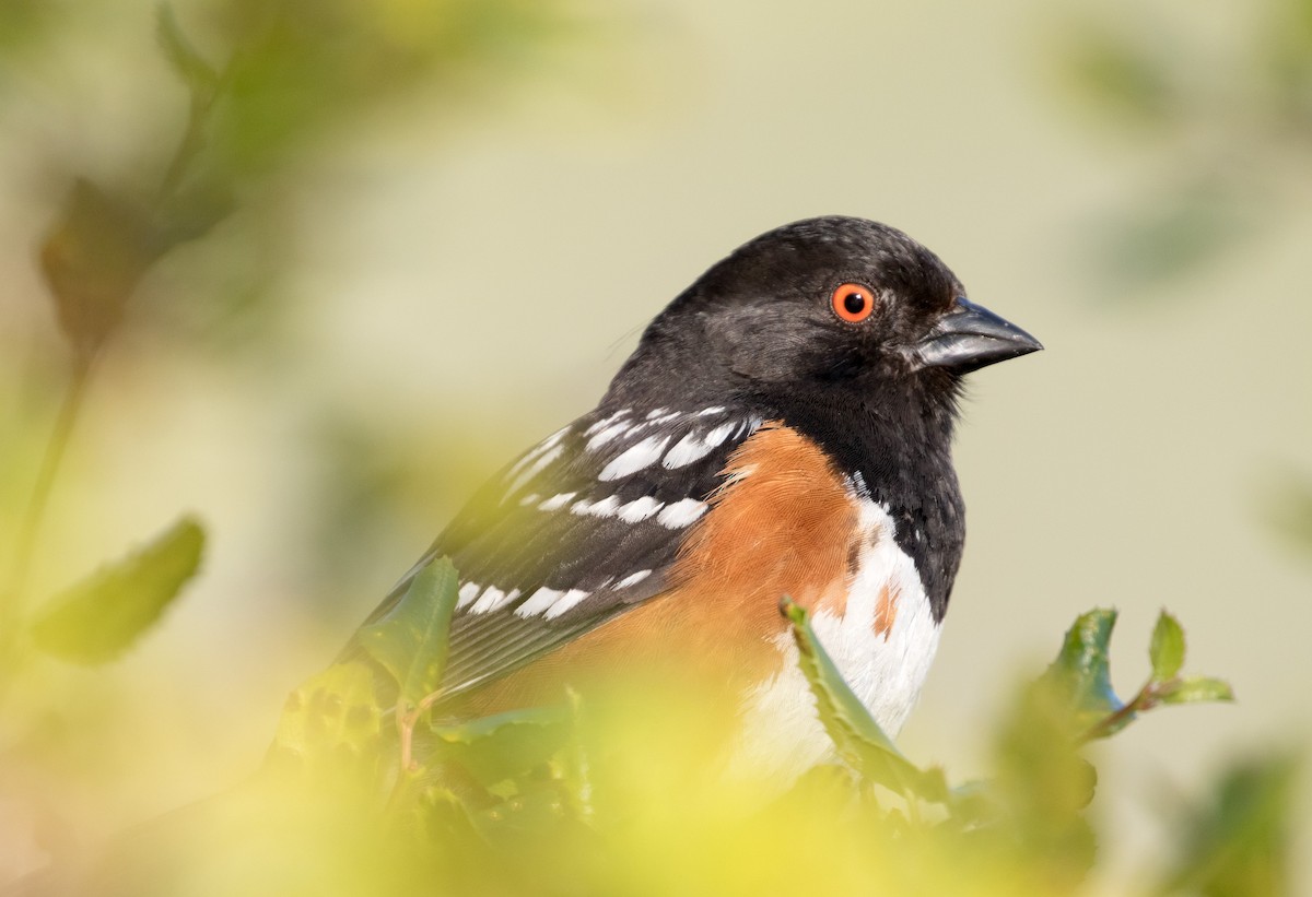 Spotted Towhee - ML57255521