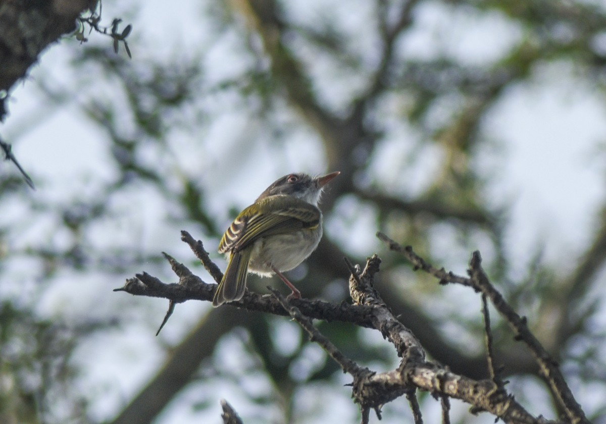 Pearly-vented Tody-Tyrant - ML572557591