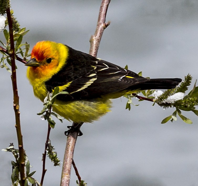 Western Tanager - ML57255781