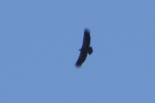 Cinereous Vulture - ML572569691