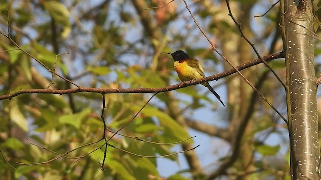 Green-tailed Sunbird - ML572574011