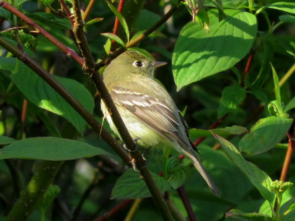 Western Flycatcher (Pacific-slope) - Kaichi Huang