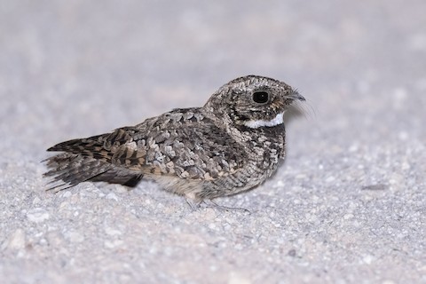 Common Poorwill In Flight